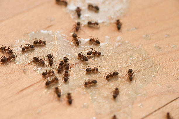 Best Cockroach Control Services  in Mokena, IL