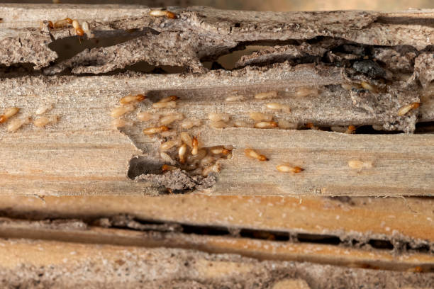 Best Pest Inspection Near Me  in Mokena, IL